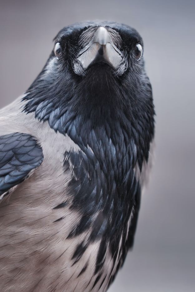 A black and gray Hooded Crow.