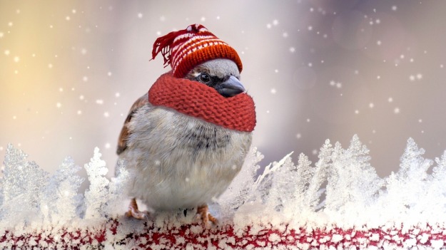 A bird wearing a winter hat and scarf.