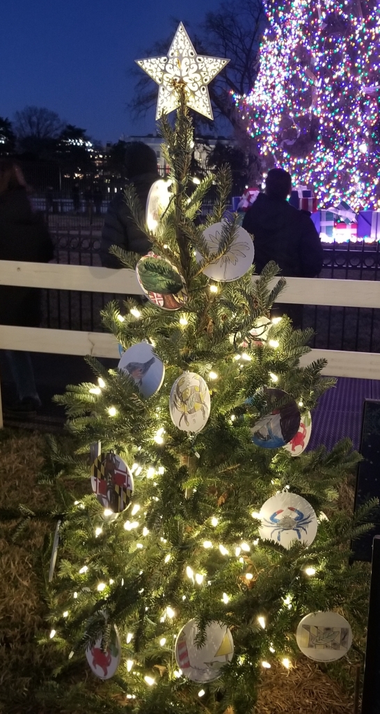 Maryland's state Christmas tree, 2023.